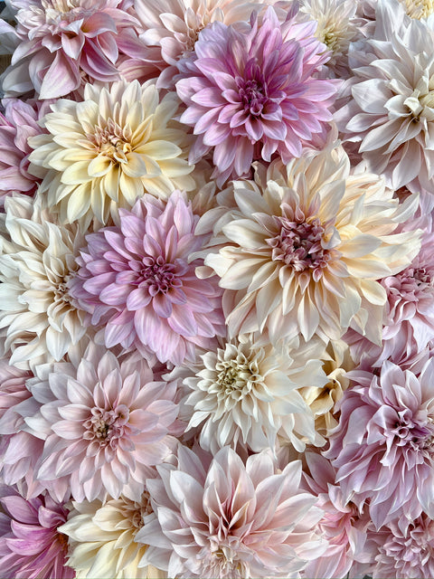 Fresh Flowers