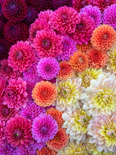 Dahlia Tuber Mix-Bright & Cheery-10 Tubers - Sunny Meadows Flower Farm
