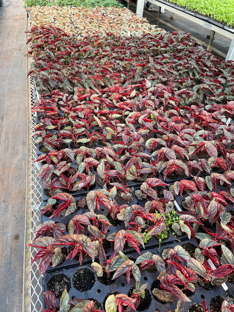 Begonia Miss Mummy-3 Plugs