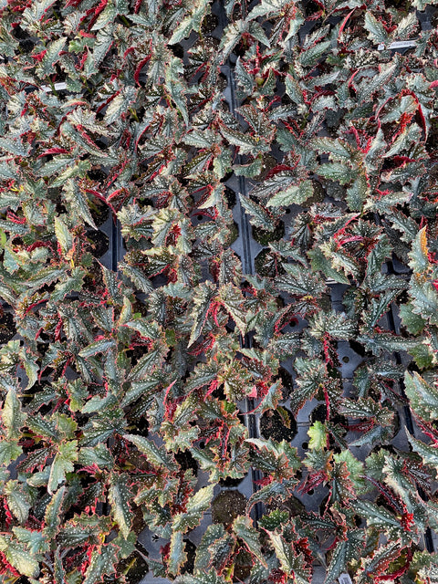 Begonia Fannie Moser-3 Plugs