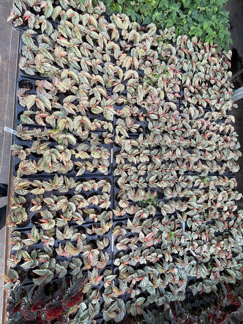 Begonia Frosty-3 Plugs