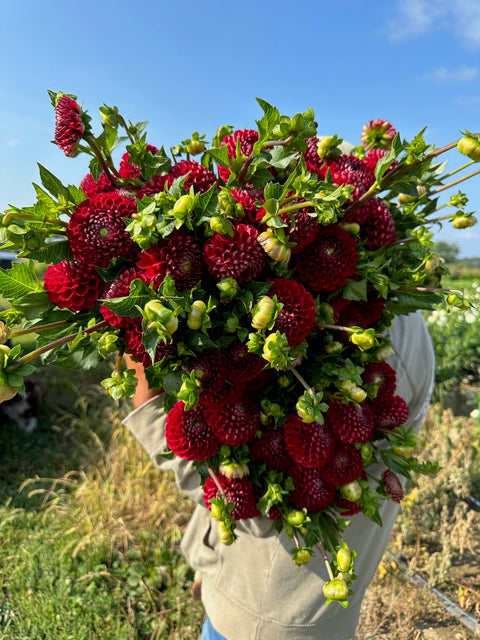 Dahlia Tuber Cornel