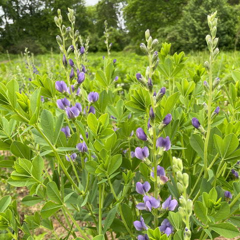 Baptisia False Indigo-Bareroot Plant