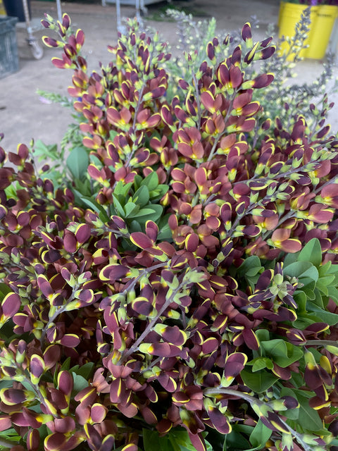 Baptisia Cherries Jubiliee-3 Plugs