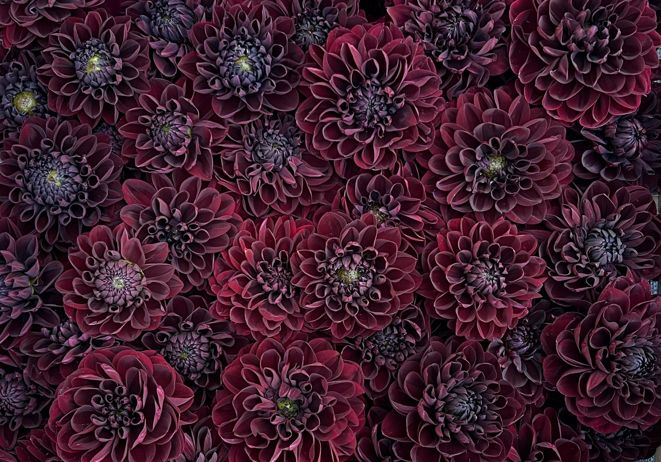 その他 DAHLIA Dahlia, Dinnerplate 'Cafe Au Lait' - DeGroot