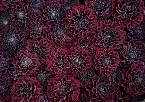 Dahlia Catalogue 2026