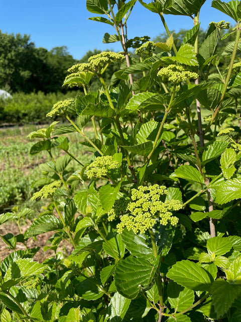 Viburnum Chicago Lustre-4 Liners