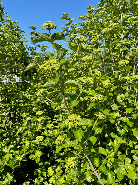 Viburnum Chicago Lustre-4 Liners