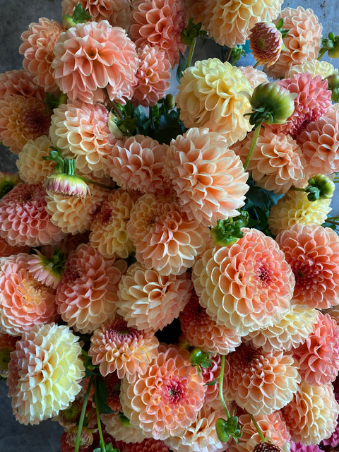 Dahlia Tuber Crichton Honey