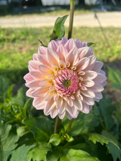 Dahlia Tuber Castle Drive