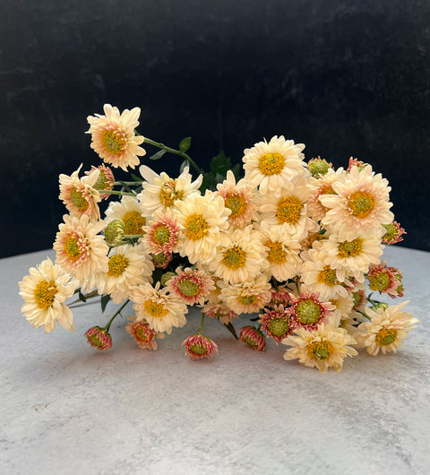 Mum Snowfall-3 Rooted Cuttings