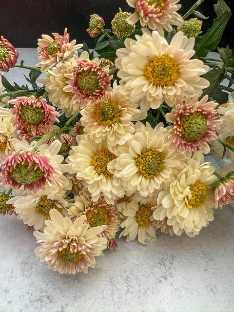 Mum Snowfall-3 Rooted Cuttings