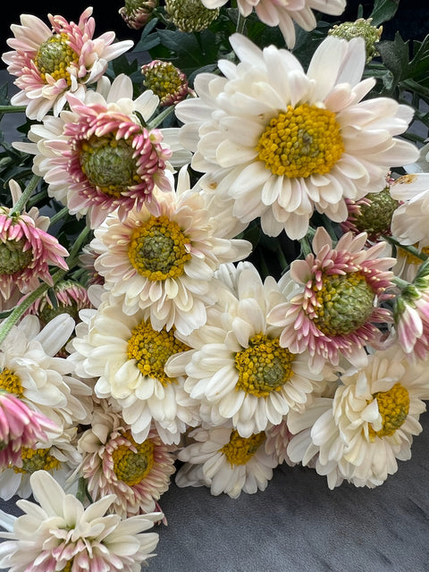 Mum Snowfall-3 Rooted Cuttings