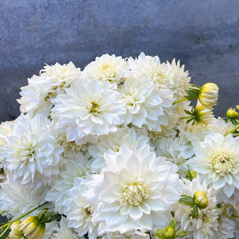 Dahlia Tuber Blizzard Bulk Pack