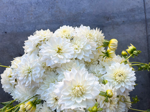 Dahlia Tuber Blizzard