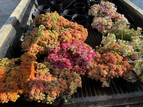 Yarrow Firefly Peach Sky-3 Plugs