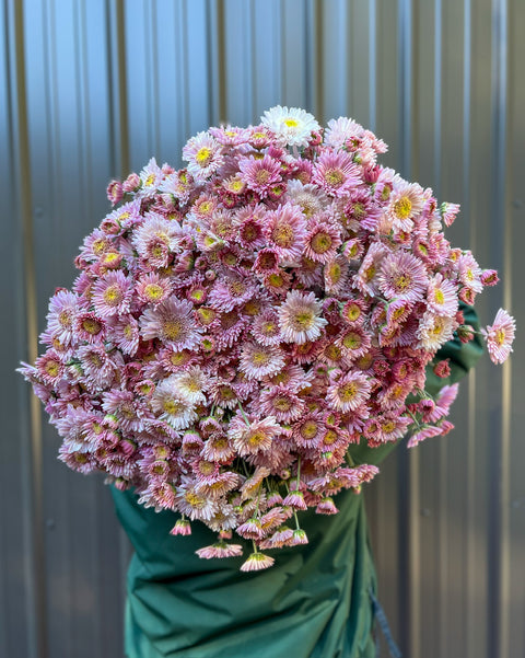 Mum Harry Anderton-3 Rooted Cuttings