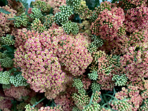 Yarrow Firefly Peach Sky-3 Plugs