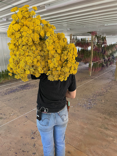 Yarrow Cloth of Gold-Bareroot Plant