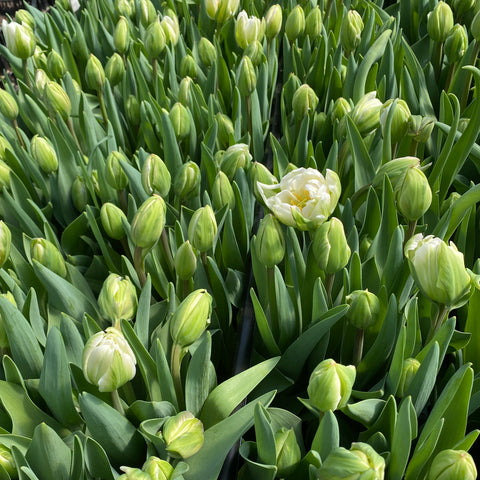 Planting Depth