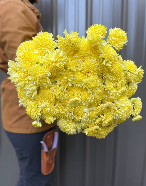 Mum Primrose Tennis-3 Rooted Cuttings