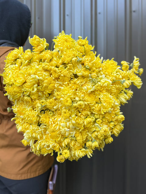 Mum Lemon Disbud-3 Rooted Cuttings