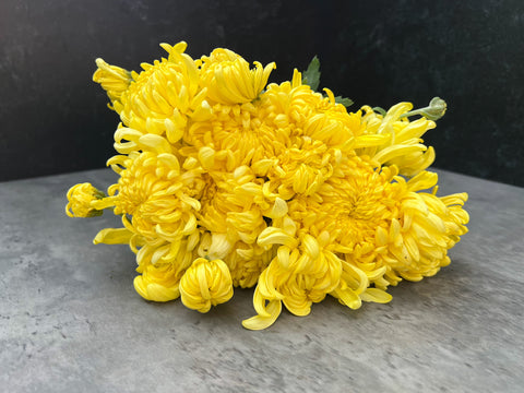 Mum Lemon Disbud-3 Rooted Cuttings