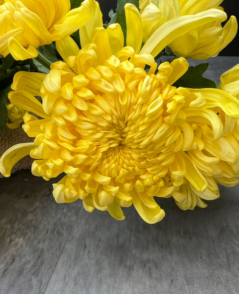 Mum Lemon Disbud-3 Rooted Cuttings