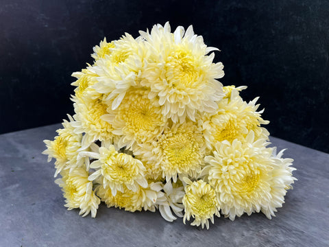 Mum Billy Belle-3 Rooted Cuttings