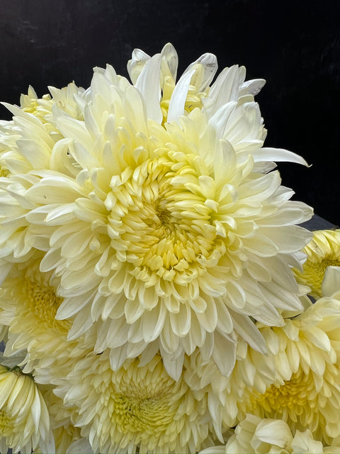 Mum Billy Belle-3 Rooted Cuttings