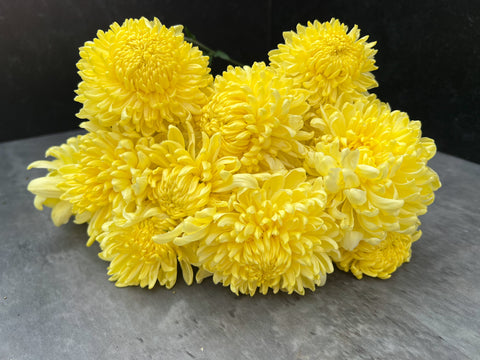 Mum Primrose Tennis-3 Rooted Cuttings