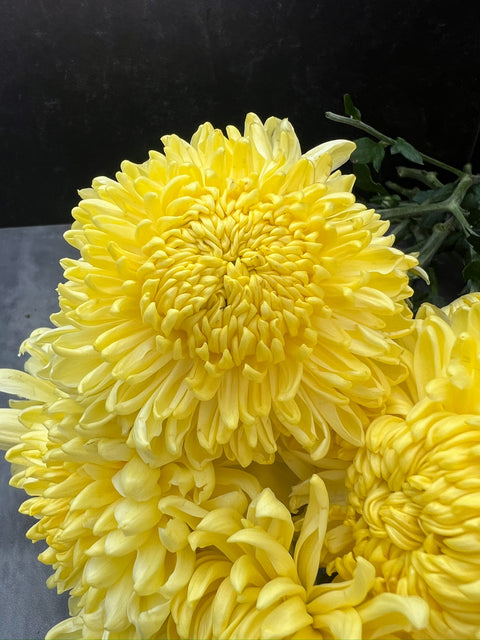 Mum Primrose Tennis-3 Rooted Cuttings