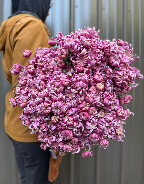 Mum Jefferson Park-3 Rooted Cuttings
