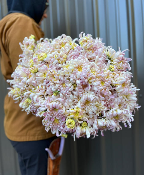 Mum Blushing Bride-3 Rooted Cuttings