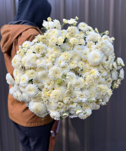 Mum Moonbeam-3 Rooted Cuttings