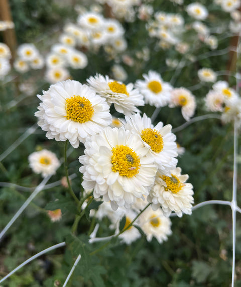 Mum Snowfall-3 Rooted Cuttings