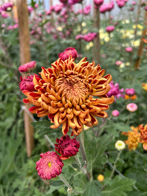 Mum Heather James-3 Rooted Cuttings