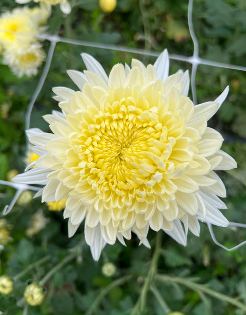 Mum Billy Belle-3 Rooted Cuttings