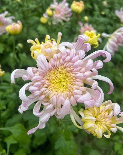 Mum Blushing Bride-3 Rooted Cuttings