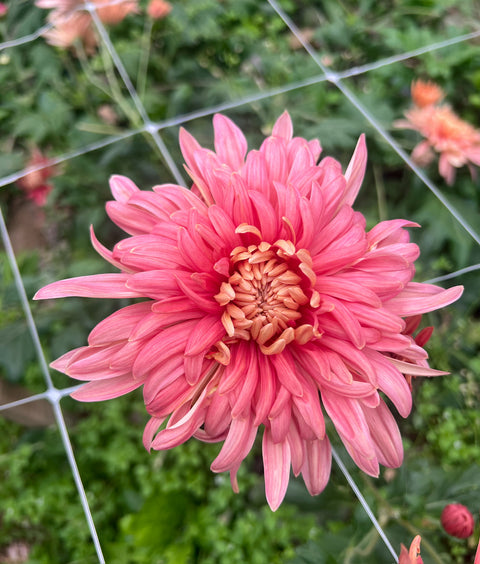 Mum Quarterback-3 Rooted Cuttings