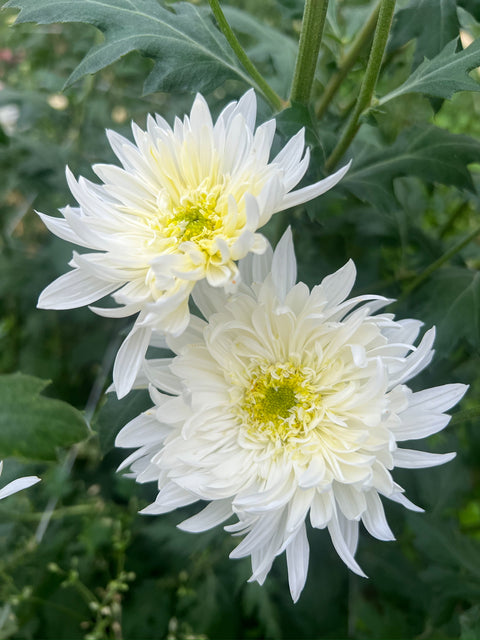 Mum White City-3 Rooted Cuttings