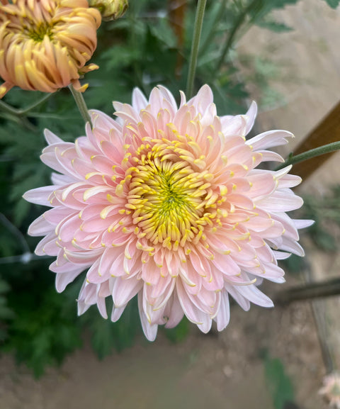 Mum Seaton's Je'dore-3 Rooted Cuttings