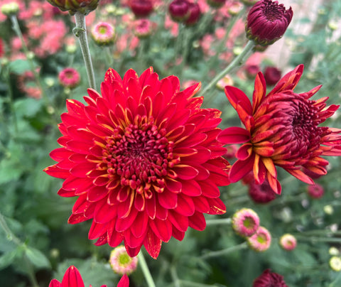 Mum Piranga-3 Rooted Cuttings
