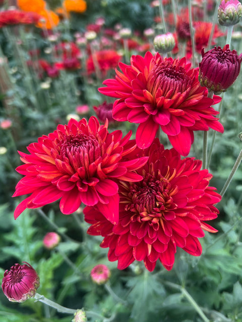 Mum Piranga-3 Rooted Cuttings
