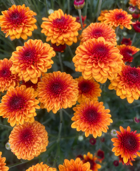 Mum Kelvin Tattoo-3 Rooted Cuttings