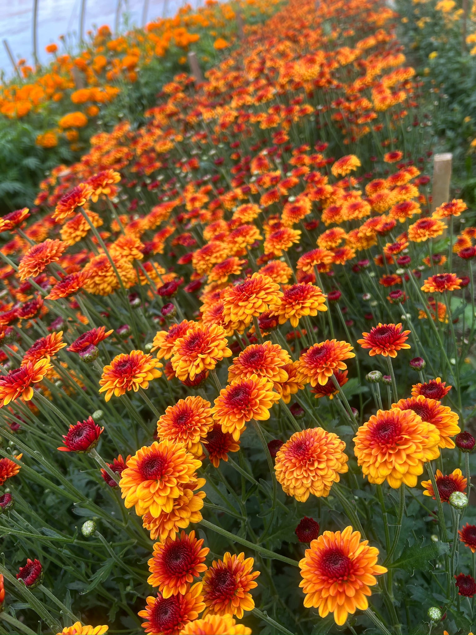 Mum Kelvin Tattoo-3 Rooted Cuttings | Sunny Meadows Flower Farm