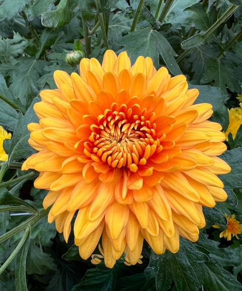 Mum Miss Goldie-3 Rooted Cuttings