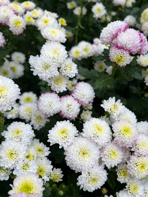 Mum Brisa-3 Rooted Cuttings