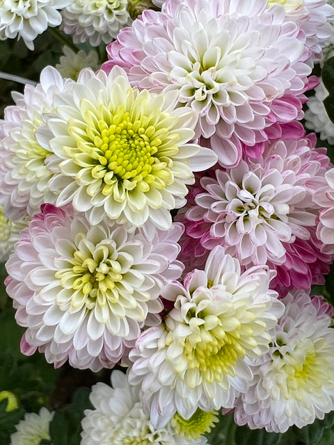 Mum Brisa-3 Rooted Cuttings