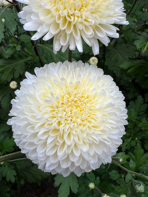 Mum Moonbeam-3 Rooted Cuttings